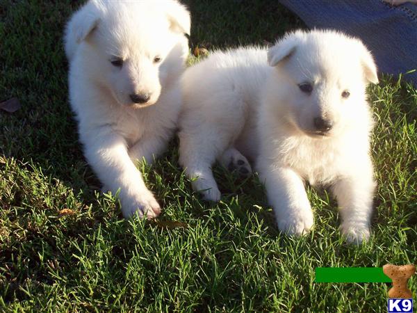 German Shepherd Puppies